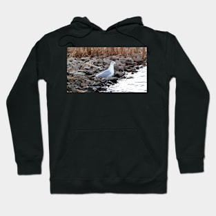 Gull Standing By The Water Hoodie